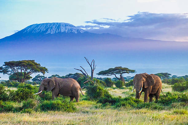 Amboseli National Park