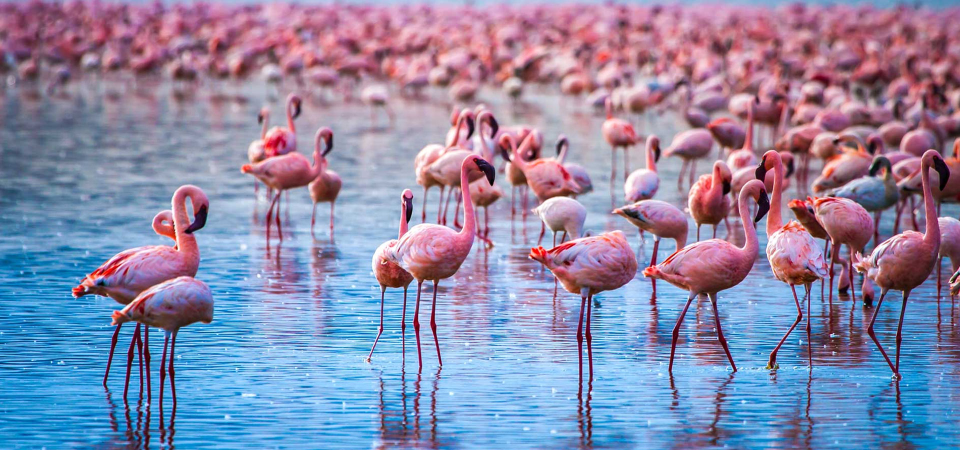 Lake Nakuru flamingos