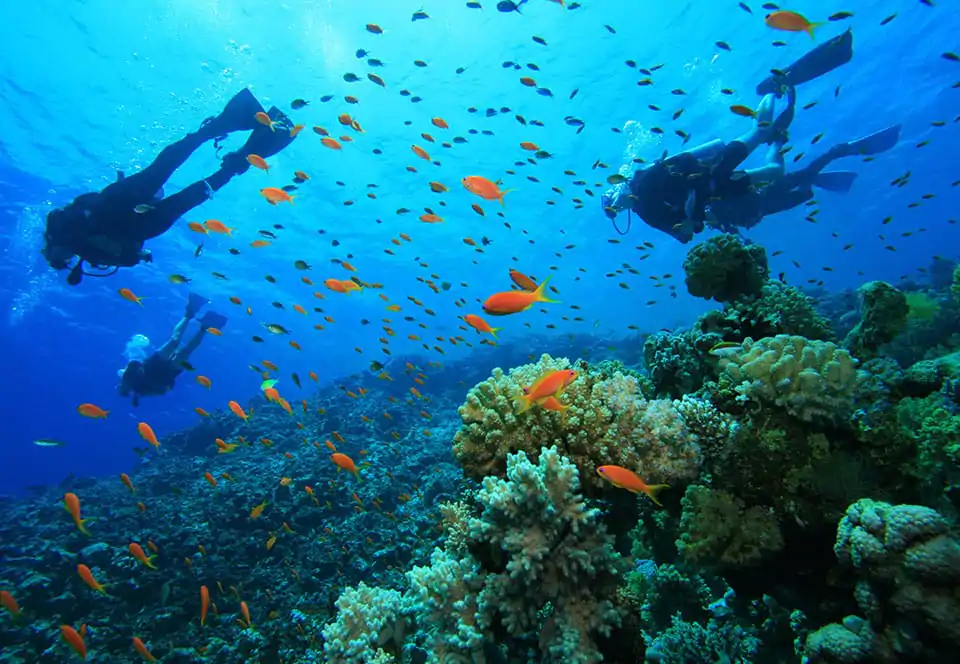 Watamu coral reef diving